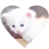 😺 Эмодзи «White emoji kwii» для Telegram