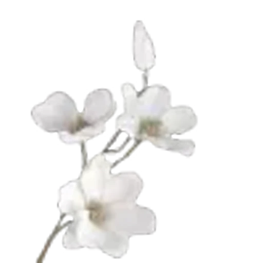 🤍 Эмодзи «white fei» для Telegram