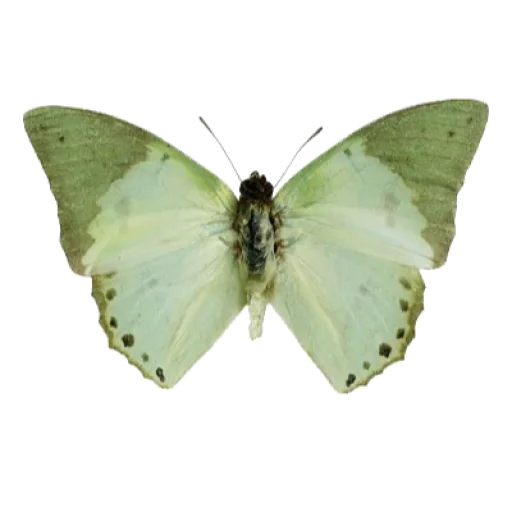 Стикерпак green & white aesthetic // для Telegram