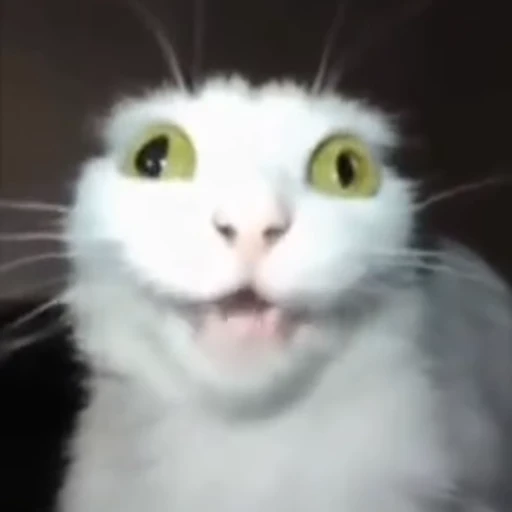 🤗 Стикер «white cat» для Telegram