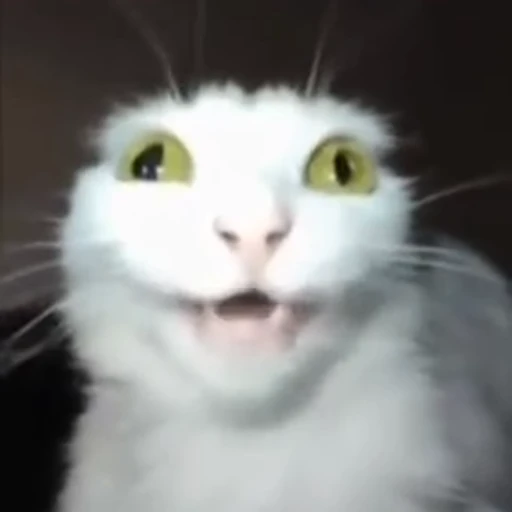 🤔 Стикер «white cat» для Telegram