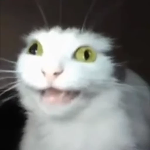 🙂‍↕️ Стикер «white cat» для Telegram
