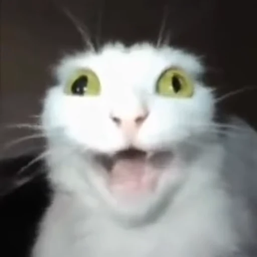 😮 Стикер «white cat» для Telegram