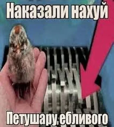 🌟 Стикер «JD OH OŞSKWPWJS» для Telegram