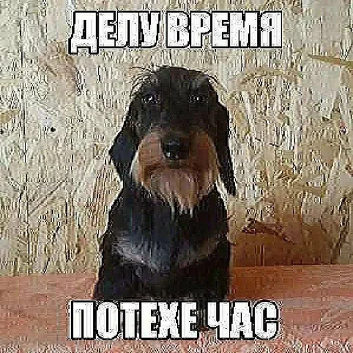 🌟 Стикер «JD OH OŞSKWPWJS» для Telegram