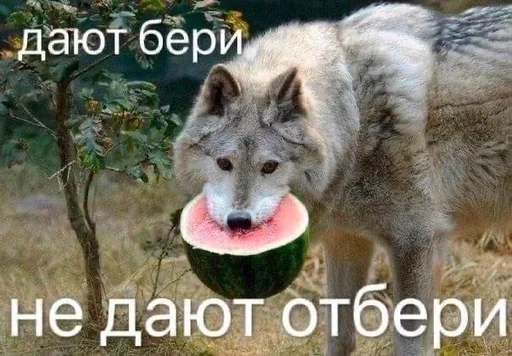 🌟 Стикер «JD OH OŞSKWPWJS» для Telegram