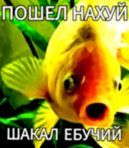 🌟 Стикер «JD OH OŞSKWPWJS» для Telegram