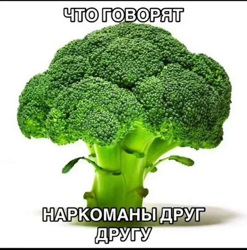 🌟 Стикер «JD OH OŞSKWPWJS» для Telegram