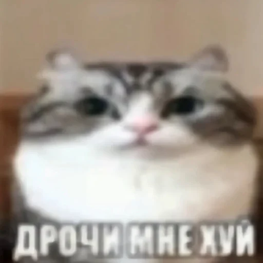 🌟 Стикер «JD OH OŞSKWPWJS» для Telegram