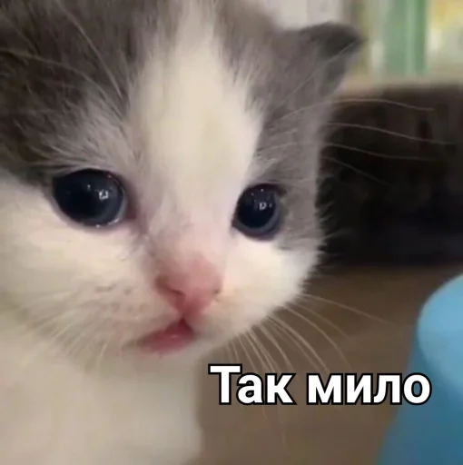 😕 Стикер «Зачем этот пак существует» для Telegram