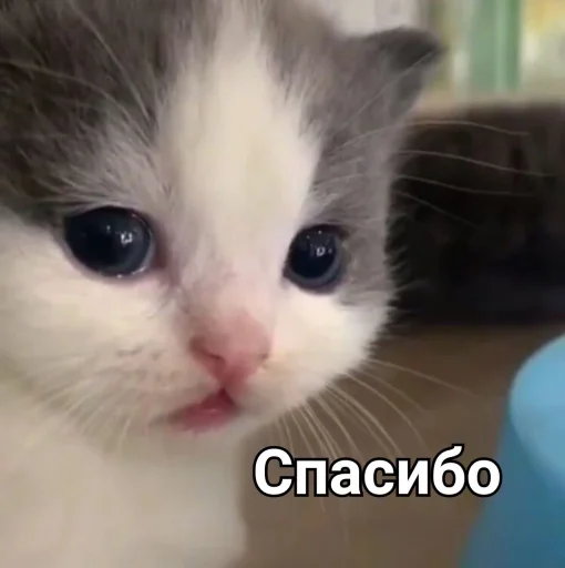 🙁 Стикер «Зачем этот пак существует» для Telegram