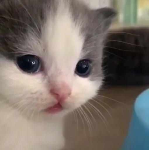 🐱 Стикер «Зачем этот пак существует» для Telegram