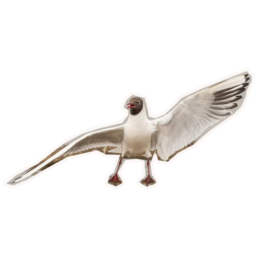 🐦 Стикер «Анимал22» для Telegram