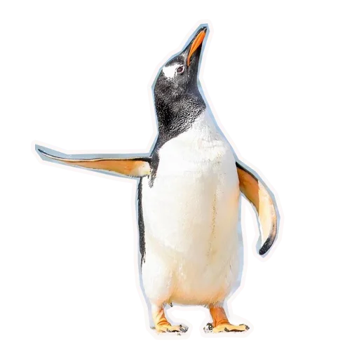 🐼 Стикер «Анимал22» для Telegram