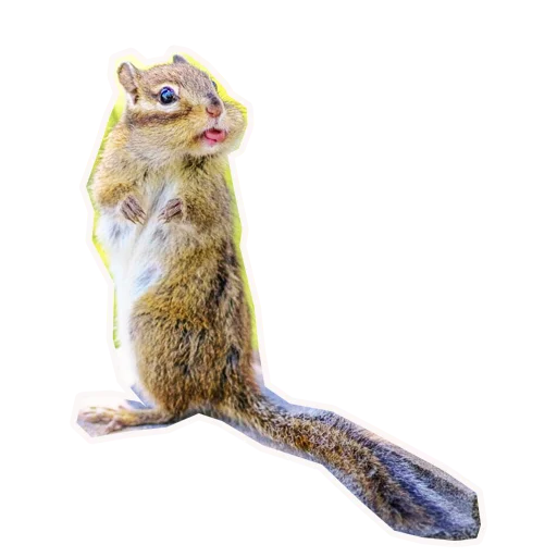 🐿 Стикер «Анимал22» для Telegram