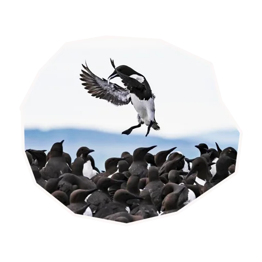 🐧 Стикер «Анимал22» для Telegram