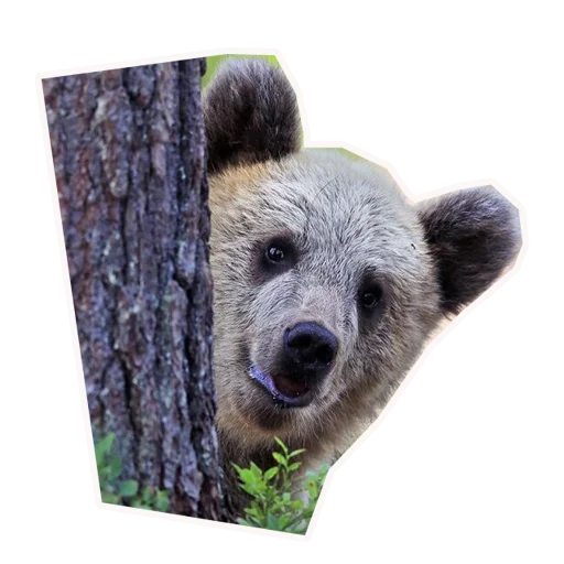 🐰 Стикер «Анимал22» для Telegram