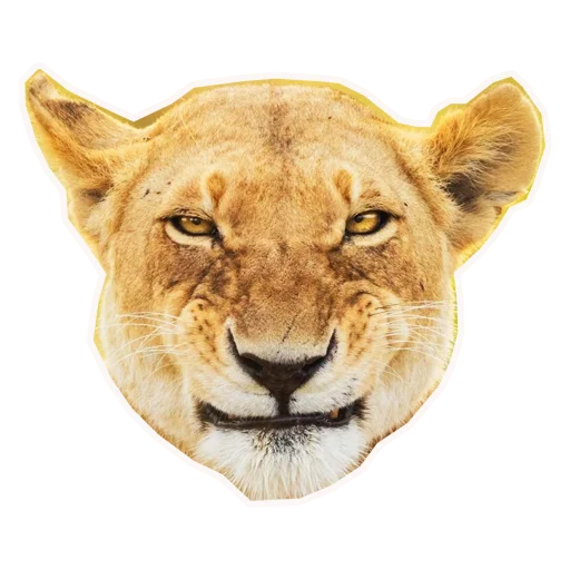🐩 Стикер «Анимал22» для Telegram