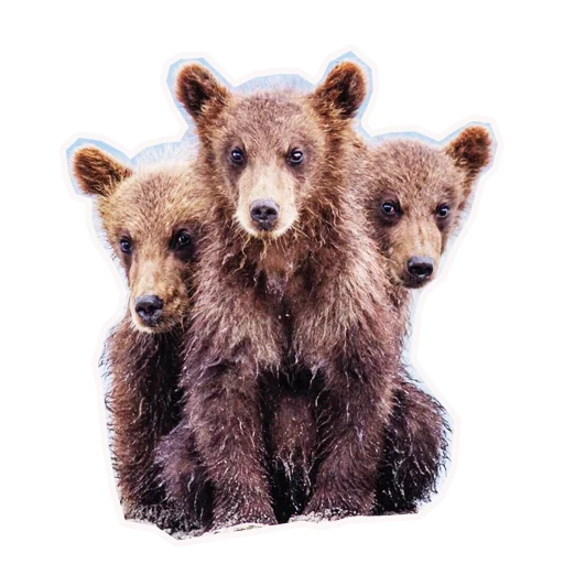 🐻 Стикер «Анимал22» для Telegram