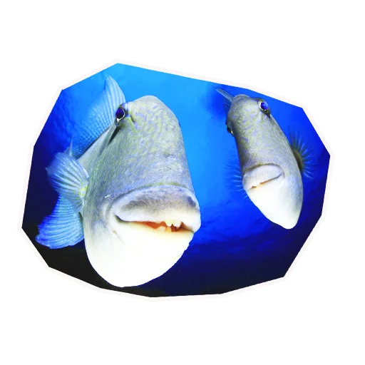🐬 Стикер «Анимал22» для Telegram
