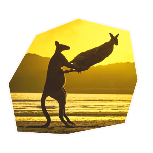 🦘 Стикер «Анимал22» для Telegram