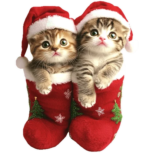 🤶 Стикер «Зимние котики» для Telegram