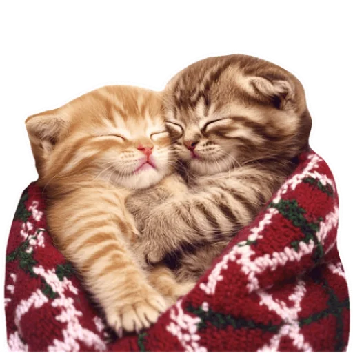 🥰 Стикер «Зимние котики» для Telegram