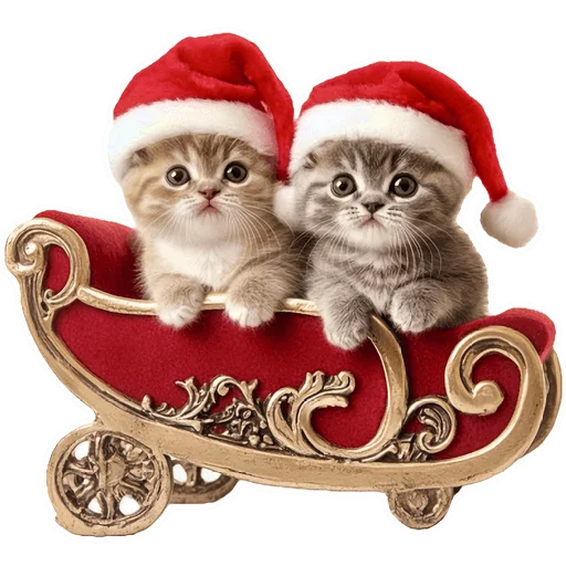 🎅 Стикер «Зимние котики» для Telegram