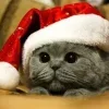 Стикер 51 Новогодние К