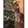 Стикер 27 Новогодние К