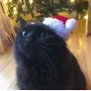🤩 Эмодзи «Новогодние К» для Telegram