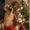 Стикер 9 Новогодние К