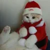 Стикер 12 Новогодние К