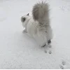 Стикер 60 Новогодние К