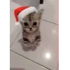 Стикер 33 Новогодние К