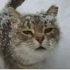 Стикер 7 Новогодние К