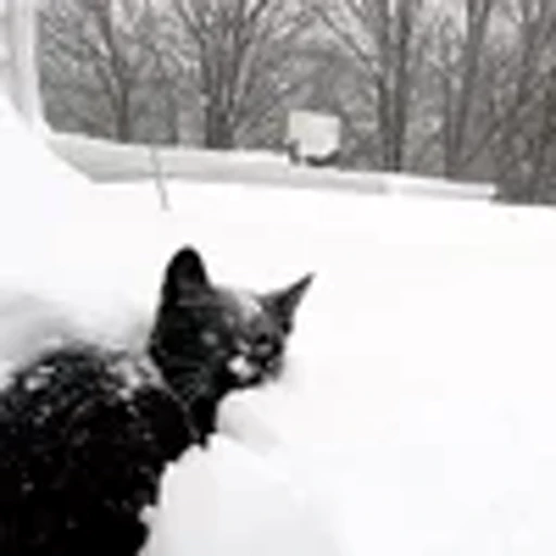🐈‍⬛ Эмодзи «winter vibe» для Telegram