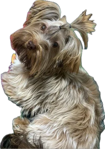 🐶 Стикер «Винок» для Telegram