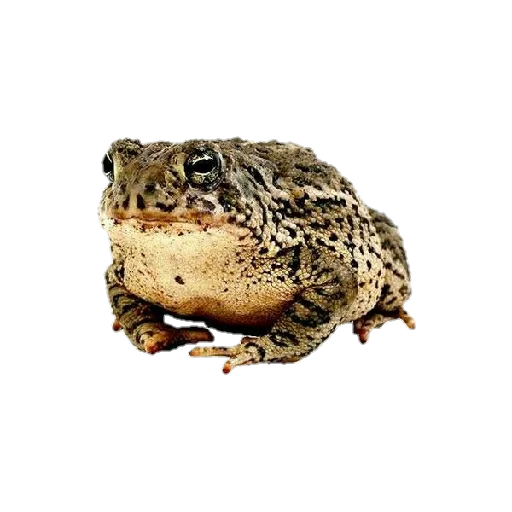 🐸 Стикер «🧙‍♂;;🧶 𝖜𝖎𝖙𝖈𝖍 𝖆𝖊𝖘𝖙𝖍𝖊𝖙𝖎𝖈» для Telegram