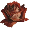Стикер 53 Vintage Arcana