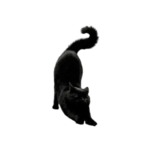 🐈 Стикер «Witches Stuff» для Telegram