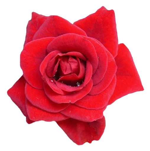 🌹 Стикер «Witches Stuff» для Telegram