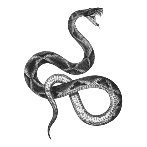 🐍 Стикер «Witches Stuff» для Telegram