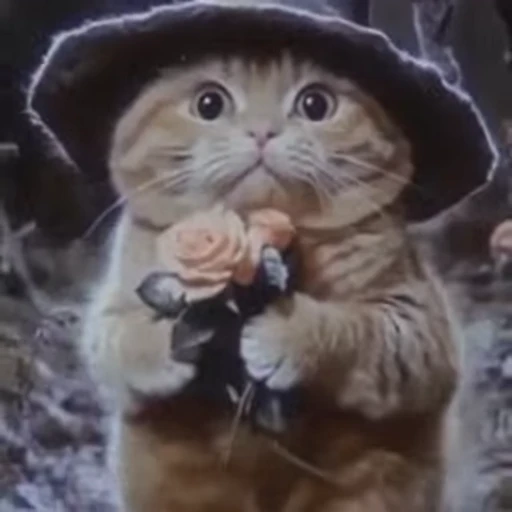 🪄 Стикер «Wizard Cat» для Telegram