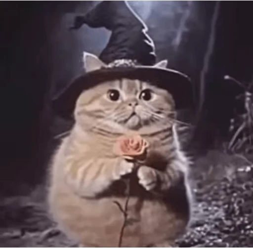 🪄 Стикер «Wizard Cat» для Telegram