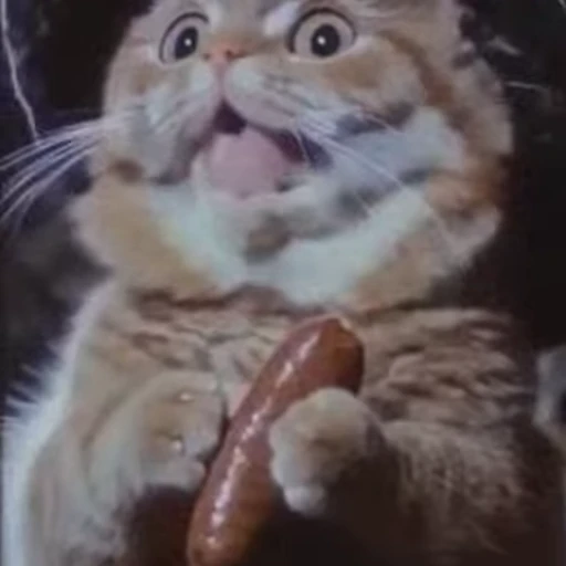 🪄 Стикер «Wizard Cat» для Telegram