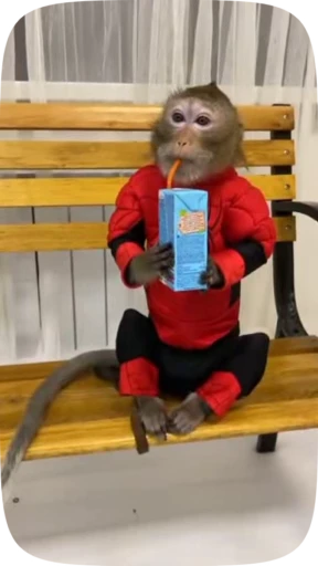 🐵 Стикер «Деанон Воблі» для Telegram