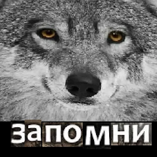 😤 Стикер «Волк за брата» для Telegram