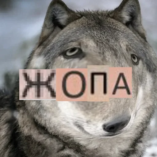 🍑 Стикер «Волк за брата» для Telegram