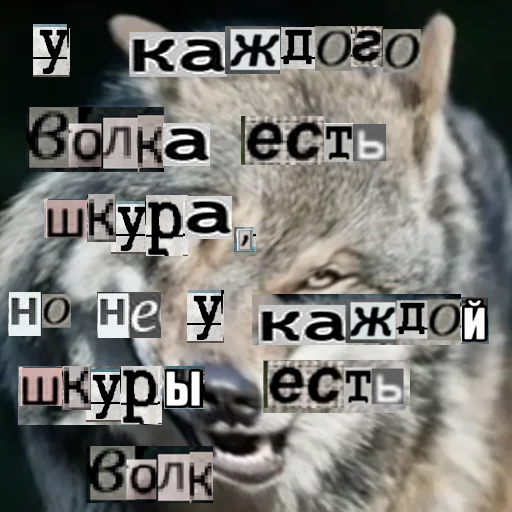 🧕 Стикер «Волк за брата» для Telegram